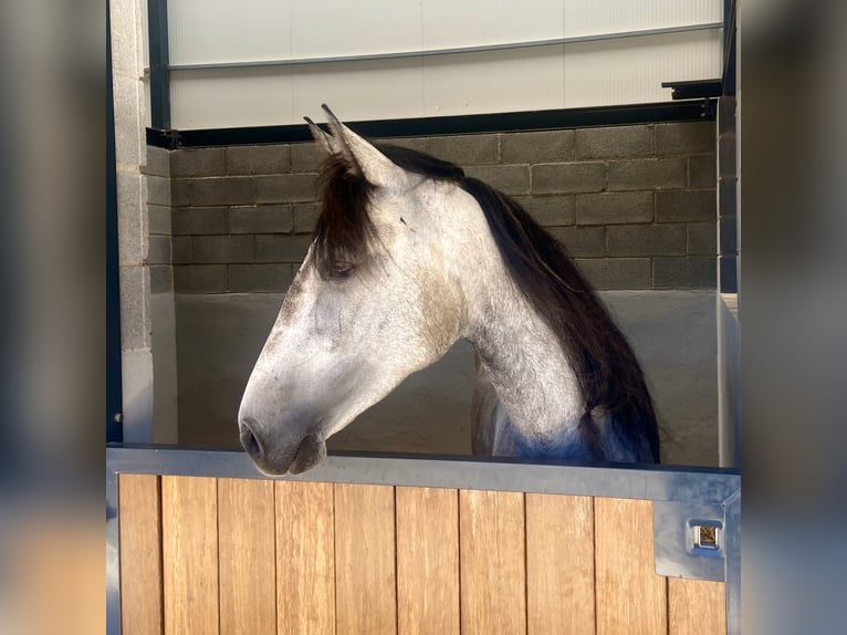 Lusitanos Stute 6 Jahre 158 cm Rotschimmel in S&#xE3;o Teot&#xF3;nio