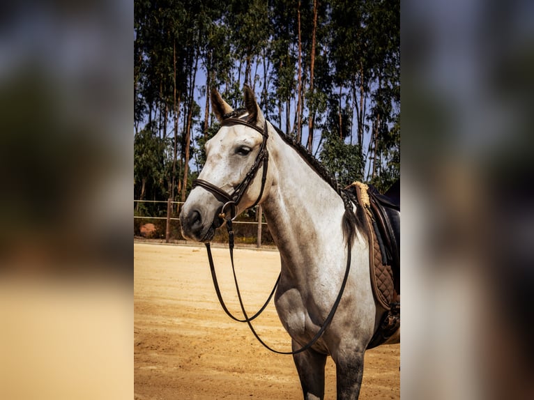 Lusitanos Stute 6 Jahre 158 cm Rotschimmel in São Teotónio Lusitanos Stute 6 Jahre 158 cm Rotschimmel in São Teotónio