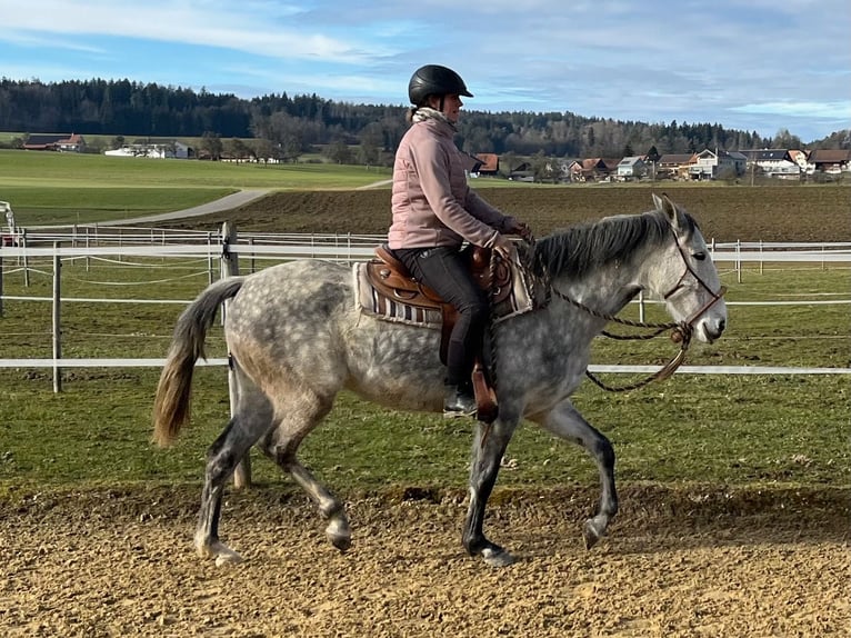 Lusitanos Stute 6 Jahre 160 cm Apfelschimmel in Amlikon-Bissegg