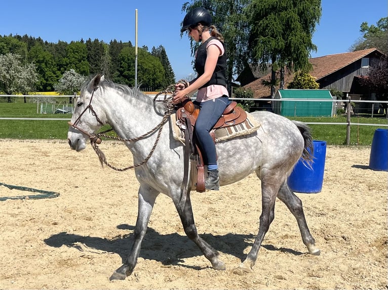 Lusitanos Stute 6 Jahre 160 cm Apfelschimmel in Amlikon-Bissegg