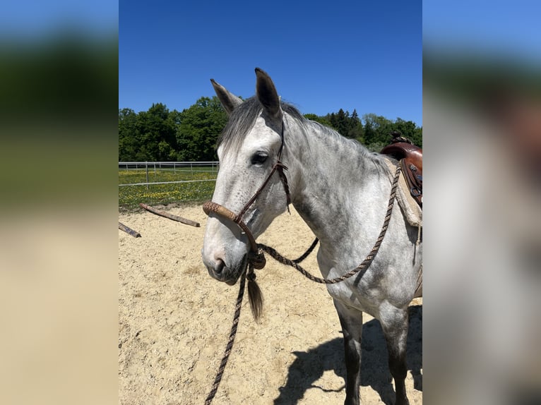 Lusitanos Stute 6 Jahre 160 cm Apfelschimmel in Amlikon-Bissegg