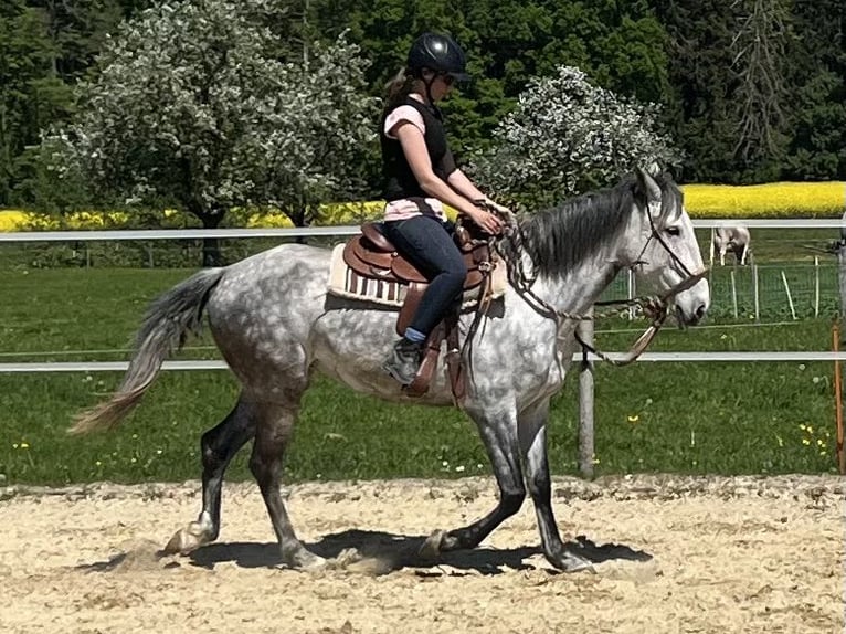 Lusitanos Stute 6 Jahre 160 cm Apfelschimmel in Amlikon-Bissegg