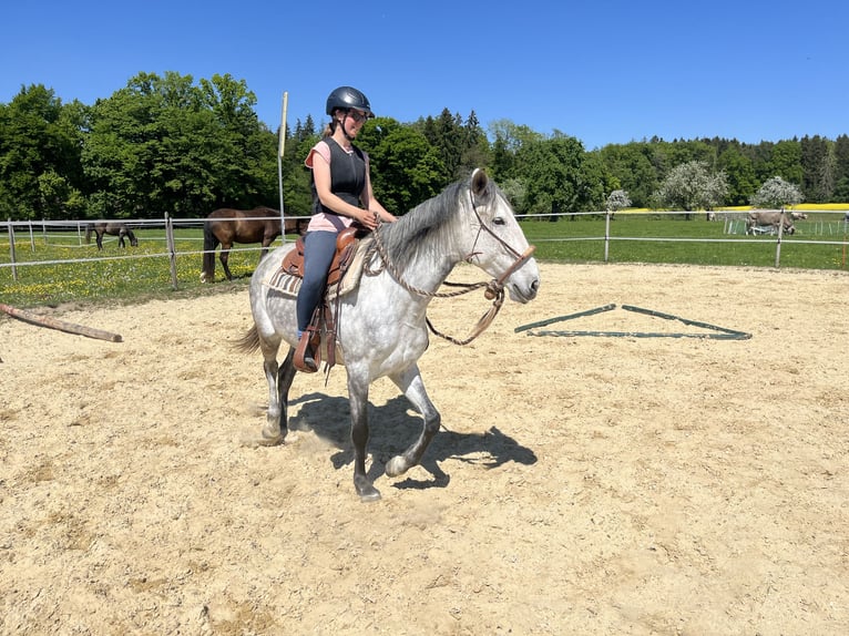 Lusitanos Stute 6 Jahre 160 cm Apfelschimmel in Amlikon-Bissegg