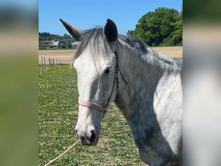 Lusitanos Stute 6 Jahre 162 cm Apfelschimmel in Amlikon-Bissegg