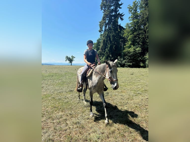 Lusitanos Stute 6 Jahre 162 cm Apfelschimmel in Amlikon-Bissegg