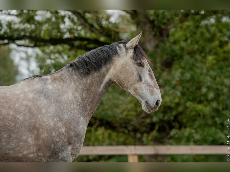 Lusitanos Stute 6 Jahre 164 cm Schimmel in Bretagne