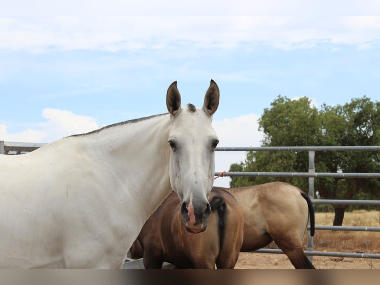 Lusitanos Stute 6 Jahre 164 cm Schimmel in alc&#xE1;cer do sal