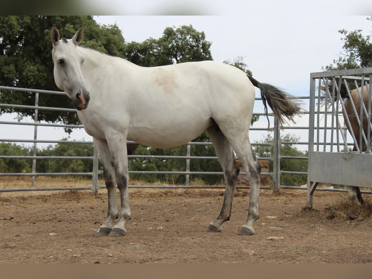 Lusitanos Stute 6 Jahre 164 cm Schimmel in alc&#xE1;cer do sal