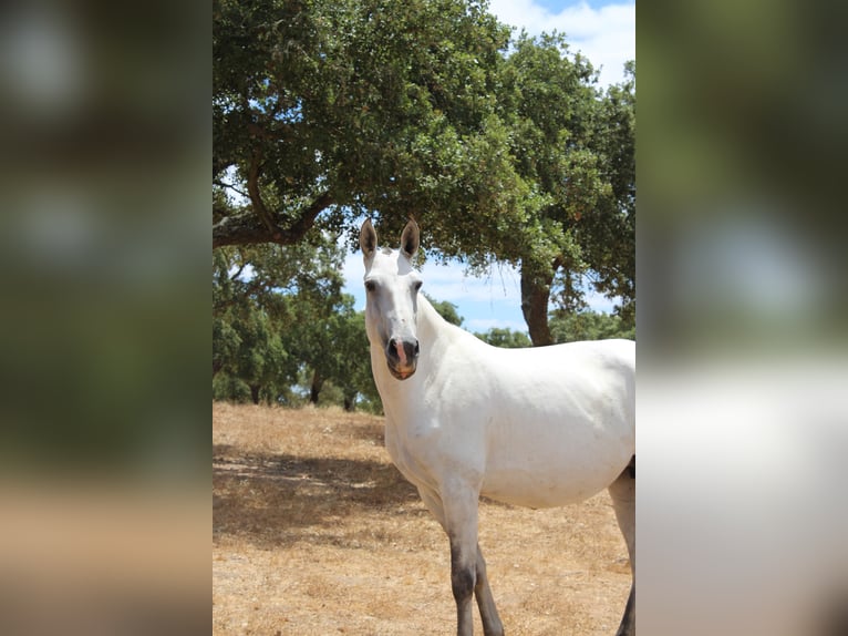 Lusitanos Stute 6 Jahre 164 cm Schimmel in alc&#xE1;cer do sal