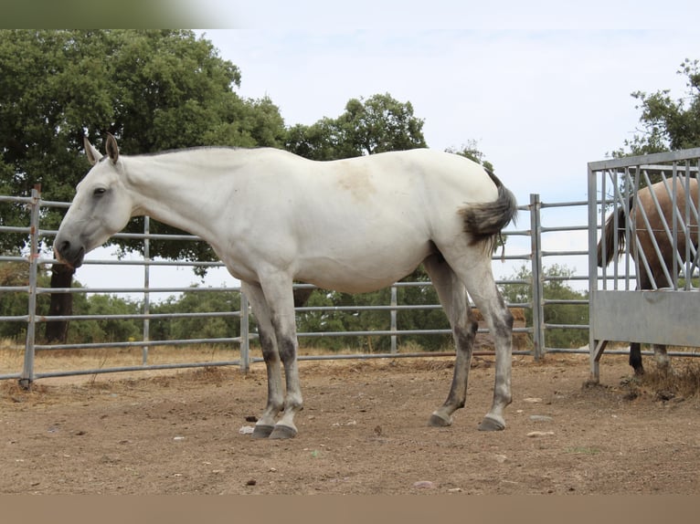 Lusitanos Stute 6 Jahre 164 cm Schimmel in alc&#xE1;cer do sal