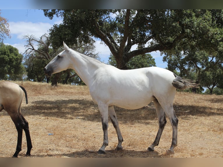 Lusitanos Stute 6 Jahre 164 cm Schimmel in alc&#xE1;cer do sal