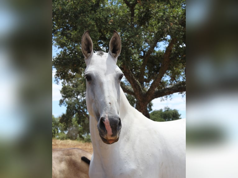 Lusitanos Stute 6 Jahre 164 cm Schimmel in alc&#xE1;cer do sal