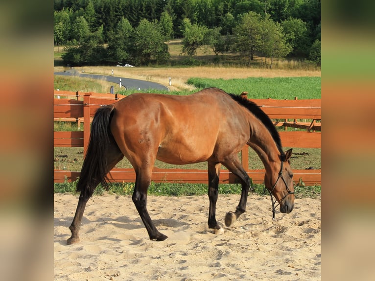 Lusitanos Stute 6 Jahre 165 cm Brauner in Gößweinstein
