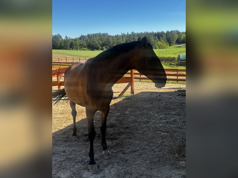 Lusitanos Stute 6 Jahre 168 cm Brauner in Gößweinstein