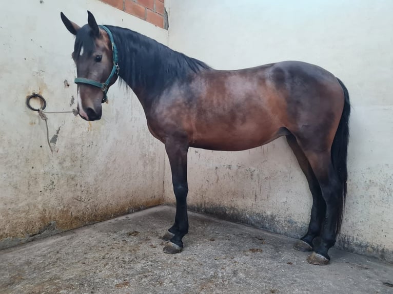 Lusitanos Stute 6 Jahre 169 cm Brauner in Rio Maior