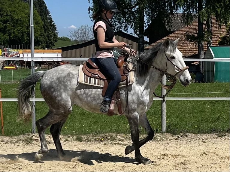 Lusitanos Stute 6 Jahre Apfelschimmel in Amlikon-Bissegg