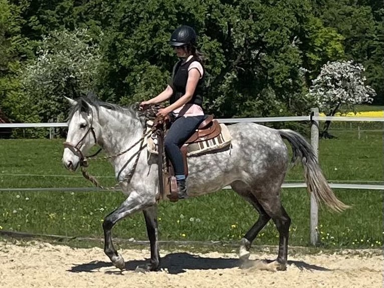 Lusitanos Stute 6 Jahre Apfelschimmel in Amlikon-Bissegg