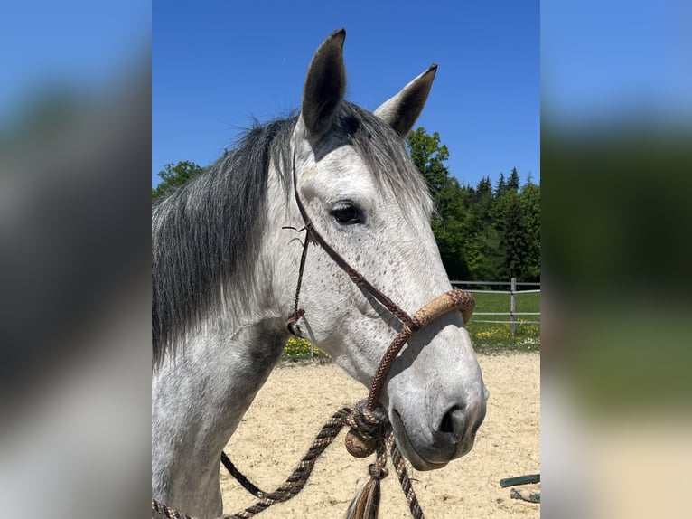 Lusitanos Stute 6 Jahre Apfelschimmel in Amlikon-Bissegg