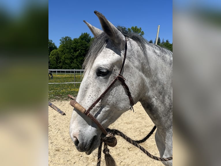 Lusitanos Stute 6 Jahre Apfelschimmel in Amlikon-Bissegg