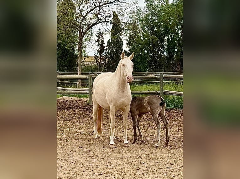 Lusitanos Stute 6 Jahre Pearl in Großefehn Bagband