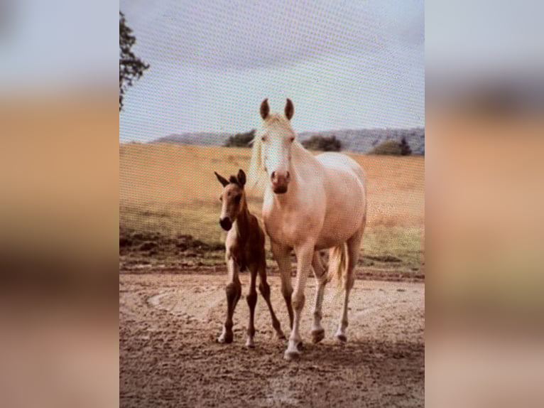 Lusitanos Stute 7 Jahre 150 cm Perlino in OmmeN
