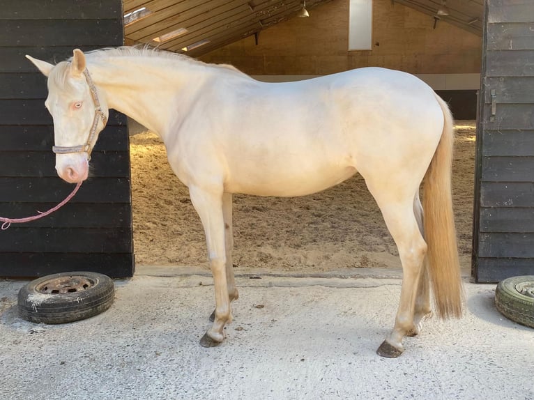 Lusitanos Stute 7 Jahre 150 cm Perlino in OmmeN