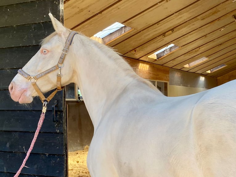 Lusitanos Stute 7 Jahre 150 cm Perlino in OmmeN
