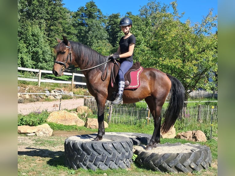 Lusitanos Stute 7 Jahre 152 cm Brauner in Bayerbach