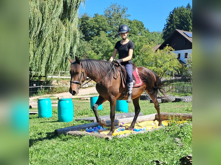 Lusitanos Stute 7 Jahre 152 cm Brauner in Bayerbach