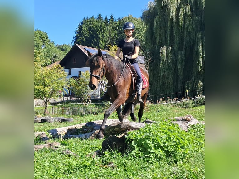 Lusitanos Stute 7 Jahre 152 cm Brauner in Bayerbach