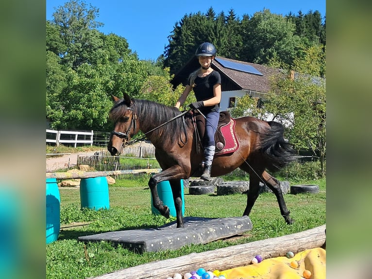 Lusitanos Stute 7 Jahre 152 cm Brauner in Bayerbach