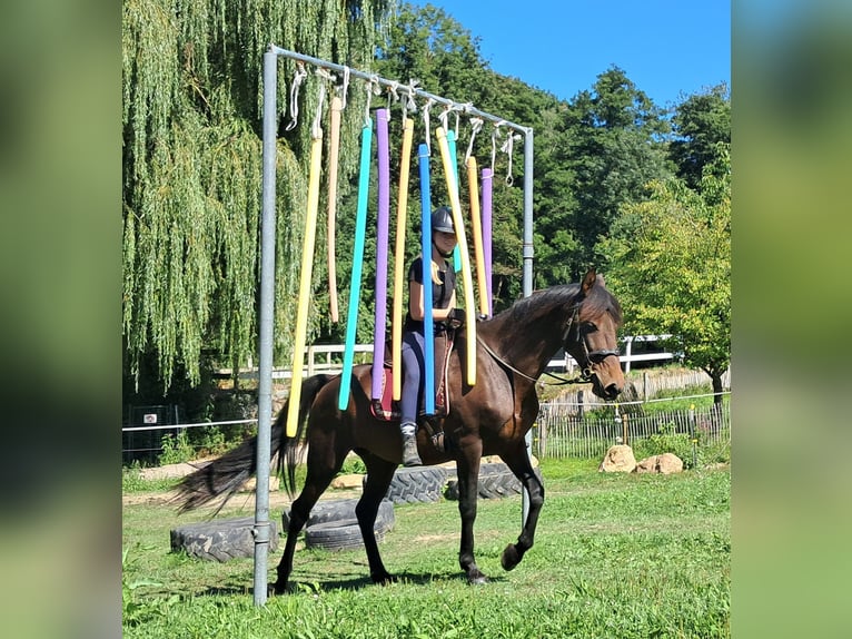 Lusitanos Stute 7 Jahre 152 cm Brauner in Bayerbach