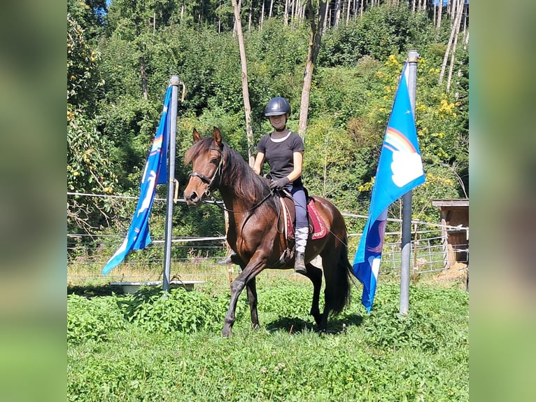 Lusitanos Stute 7 Jahre 152 cm Brauner in Bayerbach