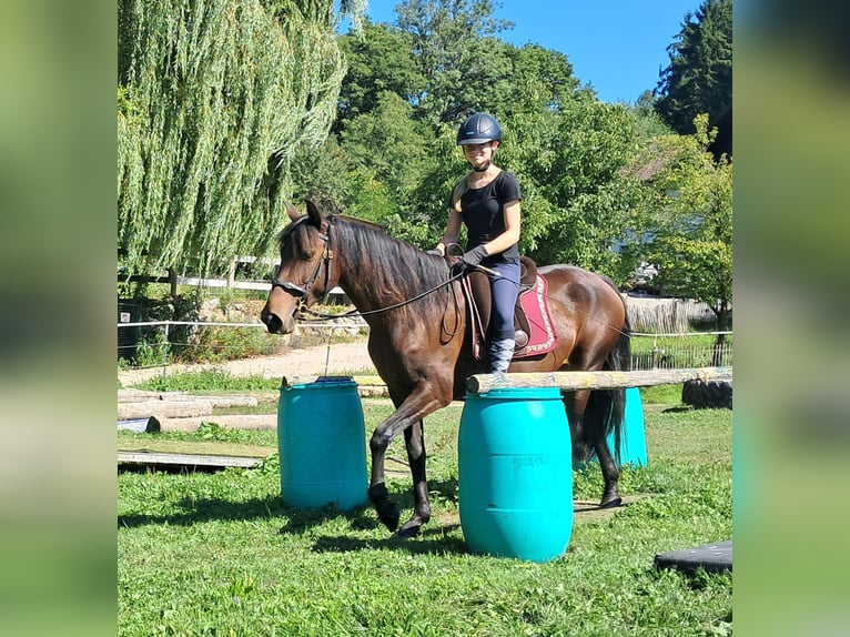 Lusitanos Stute 7 Jahre 152 cm Brauner in Bayerbach