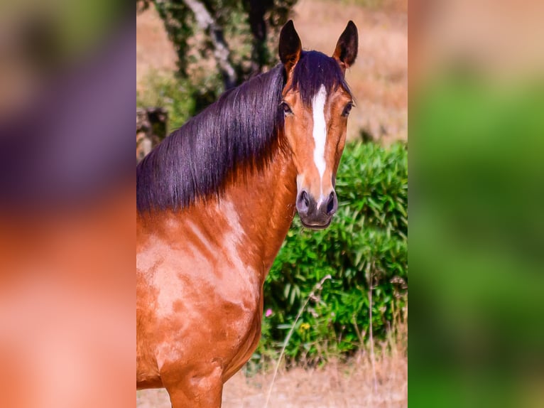 Lusitanos Stute 7 Jahre 155 cm Brauner in Vila Viçosa