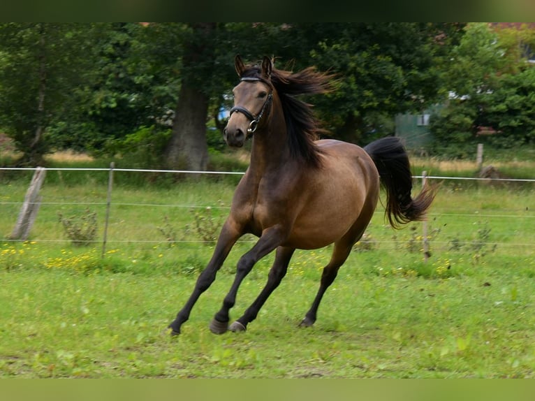 Lusitanos Mix Stute 7 Jahre 155 cm Buckskin in Friedeburg Lusitanos Mix Stute 7 Jahre 155 cm Buckskin in Friedeburg