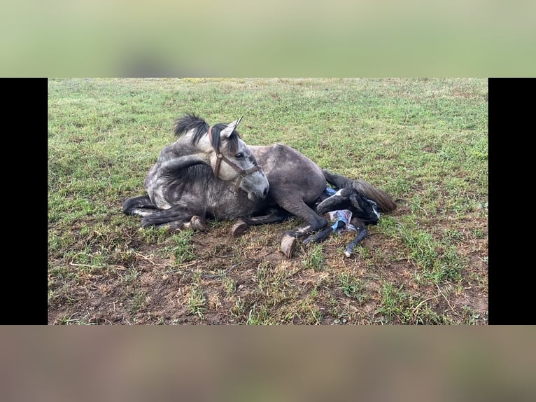 Lusitanos Stute 7 Jahre 156 cm Rappschimmel in S&#xE3;o Teot&#xF3;nio