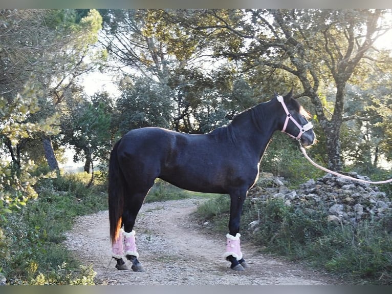 Lusitanos Stute 7 Jahre 157 cm Schimmel in Torres novas