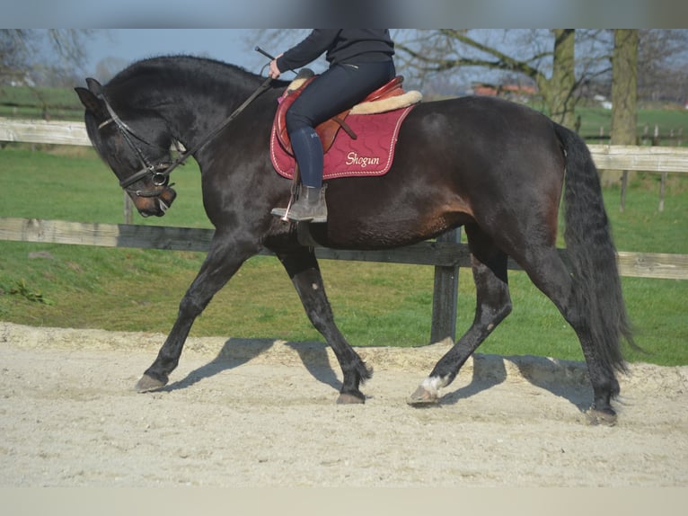 Lusitanos Stute 7 Jahre 157 cm Schwarzbrauner in Breda