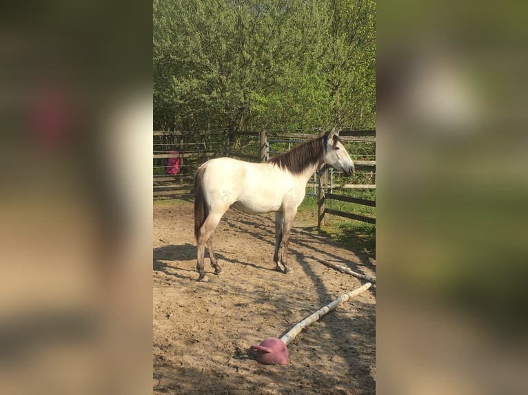 Lusitanos Stute 7 Jahre 158 cm Grullo in Essen