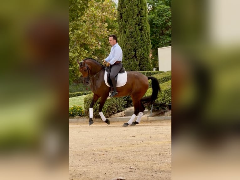Lusitanos Stute 7 Jahre 160 cm Brauner in Betera