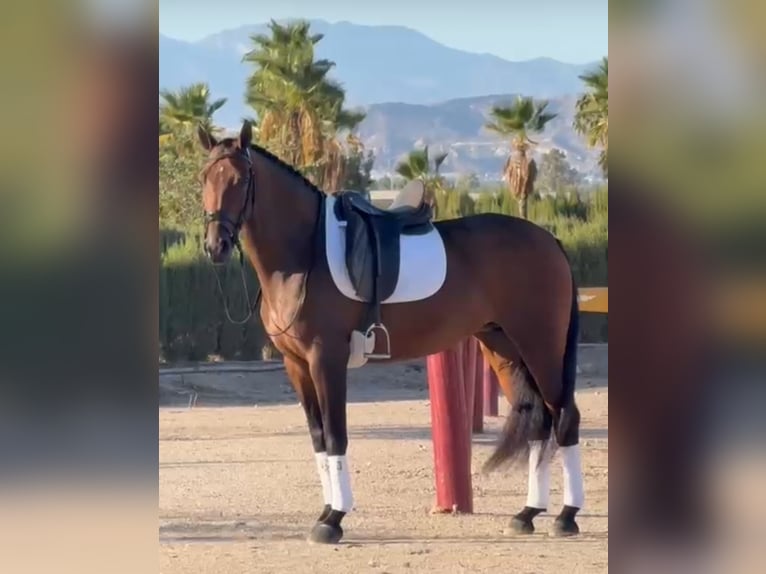 Lusitanos Stute 7 Jahre 160 cm Brauner in Betera