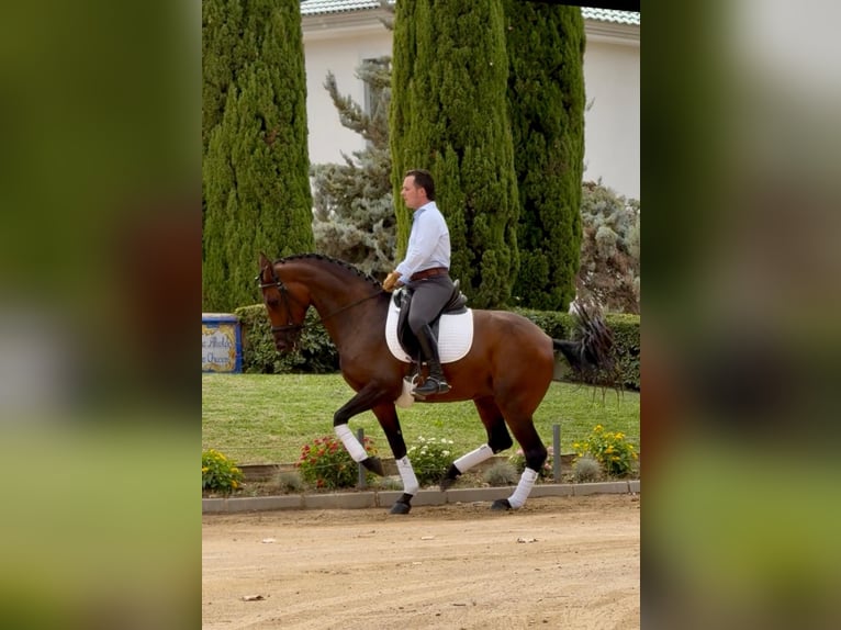 Lusitanos Stute 7 Jahre 160 cm Brauner in Betera