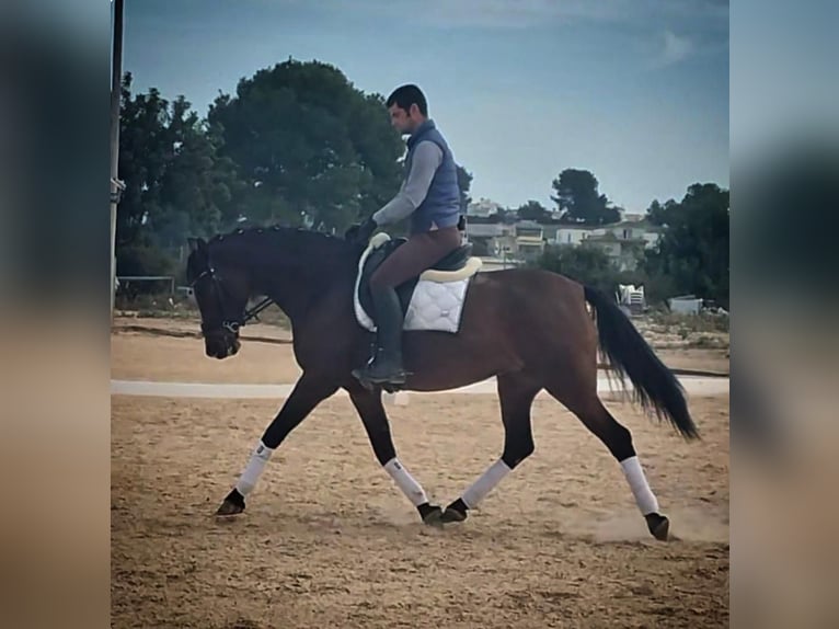 Lusitanos Stute 7 Jahre 160 cm Brauner in Martfeld