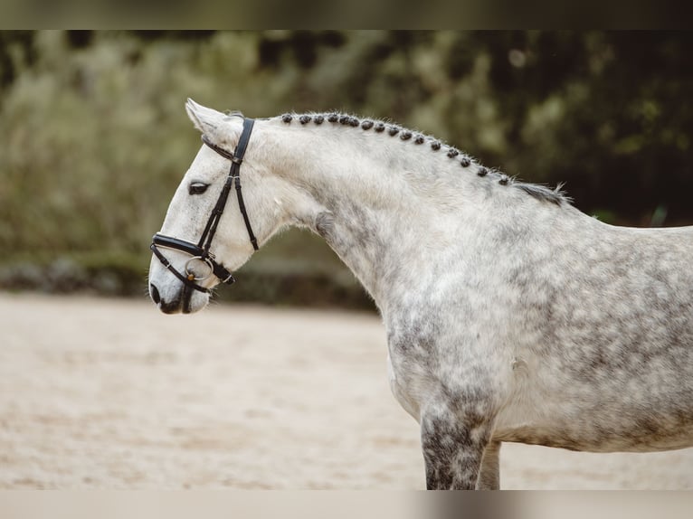 Lusitanos Stute 7 Jahre 160 cm Schimmel in Montecortomontecorto