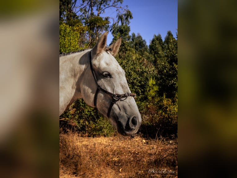 Lusitanos Stute 7 Jahre 161 cm Rotschimmel in S&#xE3;o Teot&#xF3;nio