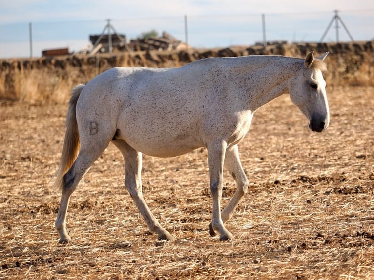Lusitanos Stute 7 Jahre 161 cm Schimmel in Navas Del Madroño