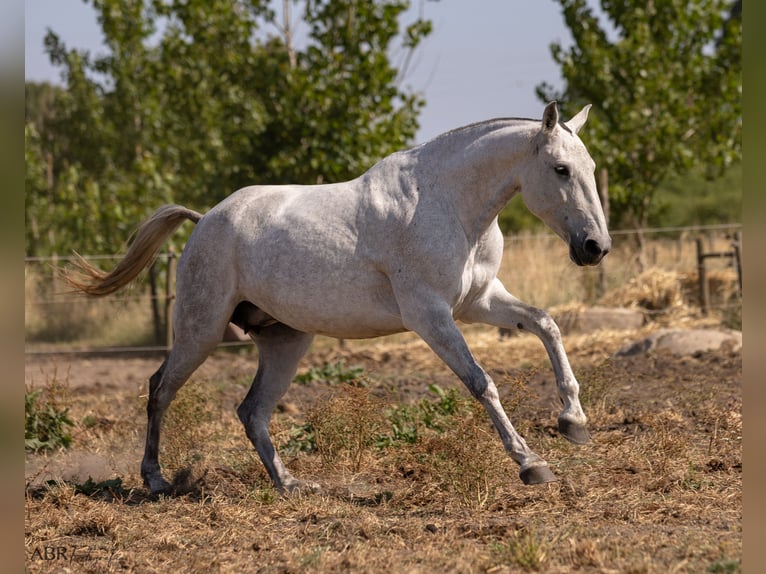 Lusitanos Stute 7 Jahre 162 cm Schimmel in Evora