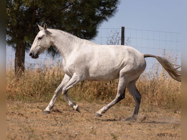 Lusitanos Stute 7 Jahre 162 cm Schimmel in Evora