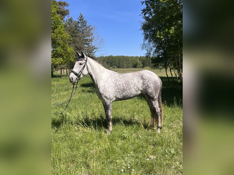 Lusitanos Stute 7 Jahre 165 cm Apfelschimmel in Eickhof